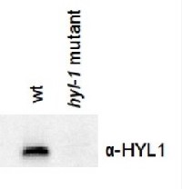 HYL1 | Hyponastic leave phenotype ds-RNA binding protein in the group Antibodies Plant/Algal / DNA/RNA/Cell Cycle / plant RNA at Agrisera AB (Antibodies for research) (AS06 136)